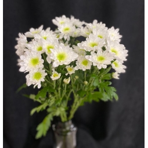 Купить хризантему кустовую белую с доставкой в Владивостоке