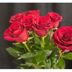 Купить красную розу с доставкой в Владивостоке