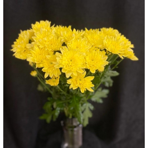 Купить хризантему кустовую жёлтую с доставкой в Владивостоке