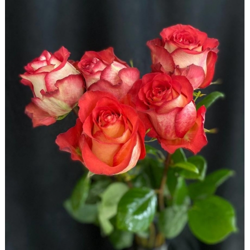 Купить розу «Игуазу» с доставкой в Владивостоке